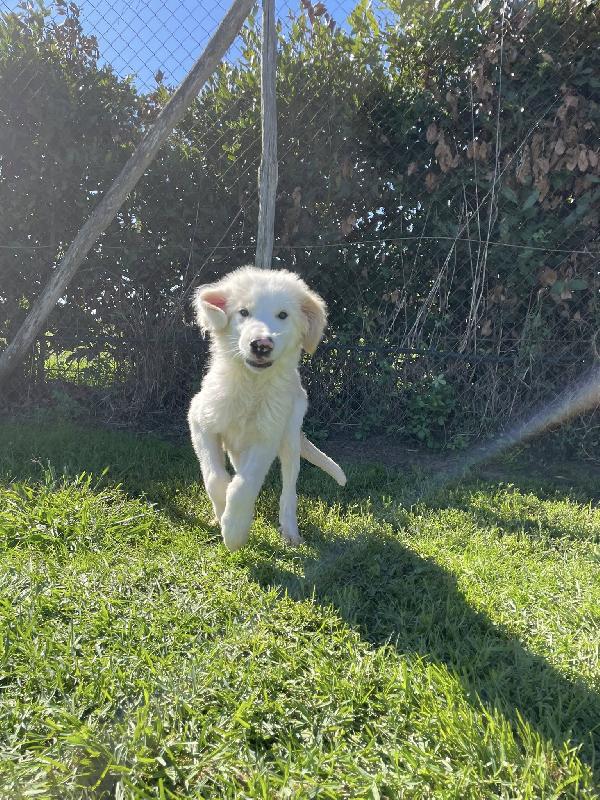 CESARE, cucciolo dal tartufo maculato Foto 12