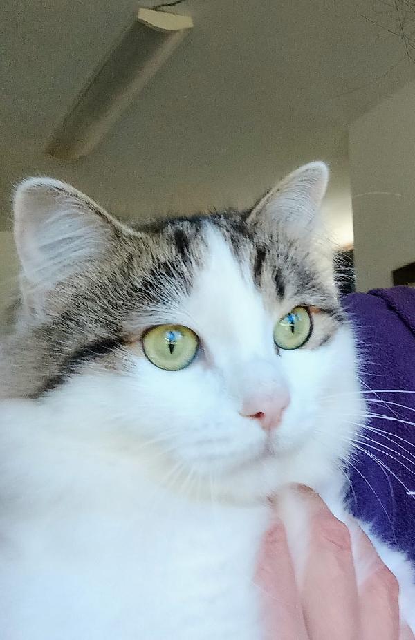 Dafne, La Gatta Che Sogna Ancora Una Casa