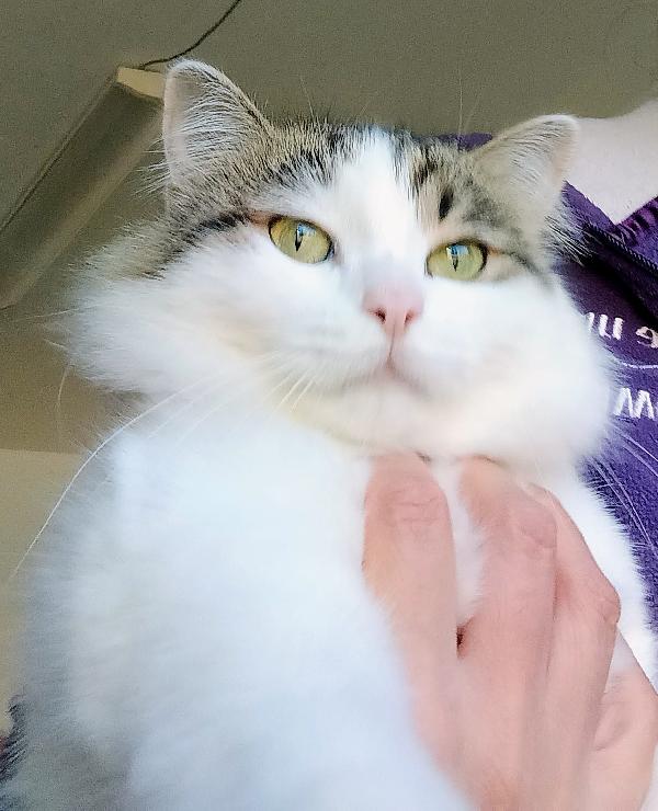 Dafne, la gatta che sogna ancora una casa Foto 2