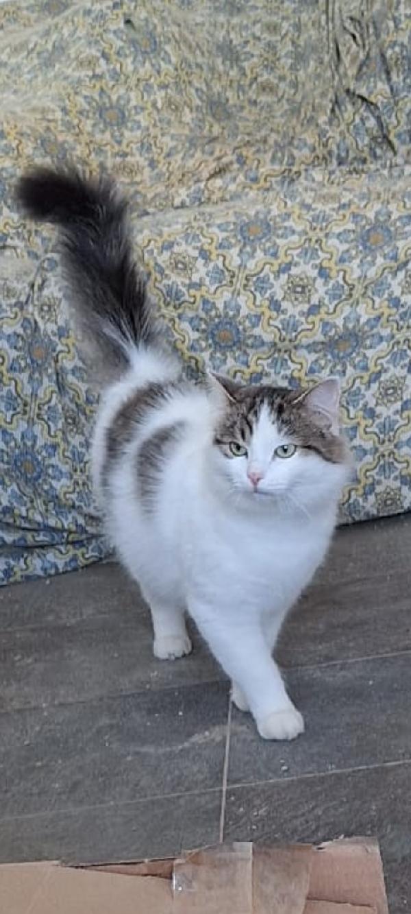 Dafne, la gatta che sogna ancora una casa Foto 3