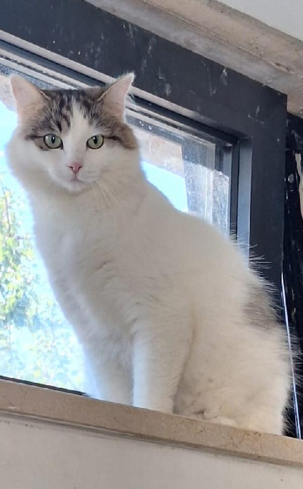 Dafne, la gatta che sogna ancora una casa Foto 4