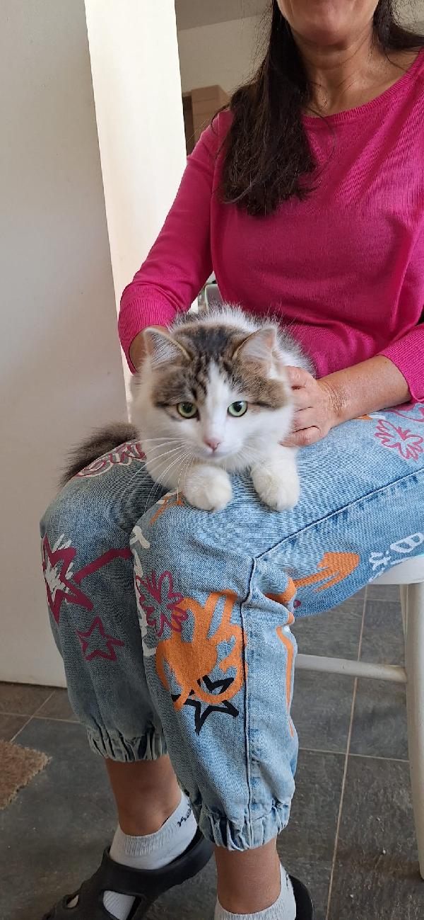 Dafne, la gatta che sogna ancora una casa Foto 5