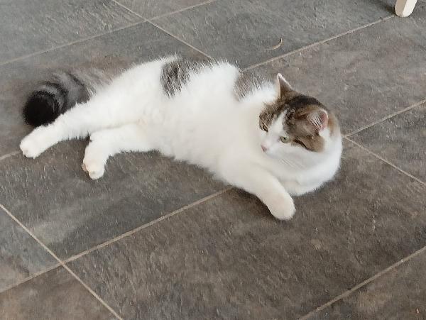 Dafne, la gatta che sogna ancora una casa Foto 6