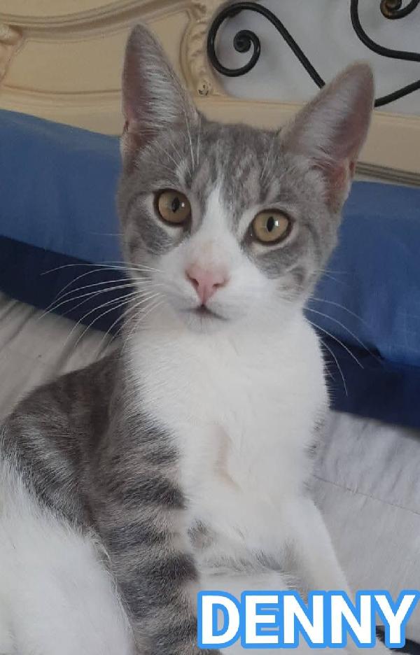 Denny, Tenero Micino In Adozione!