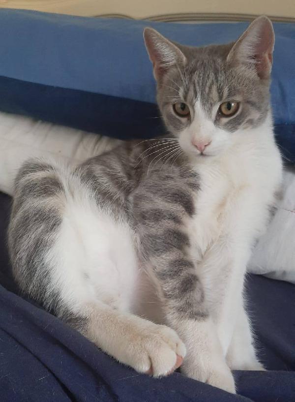 DENNY, tenero micino in adozione! Foto 2