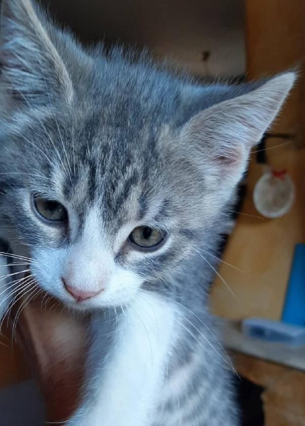 DENNY, tenero micino in adozione! Foto 3