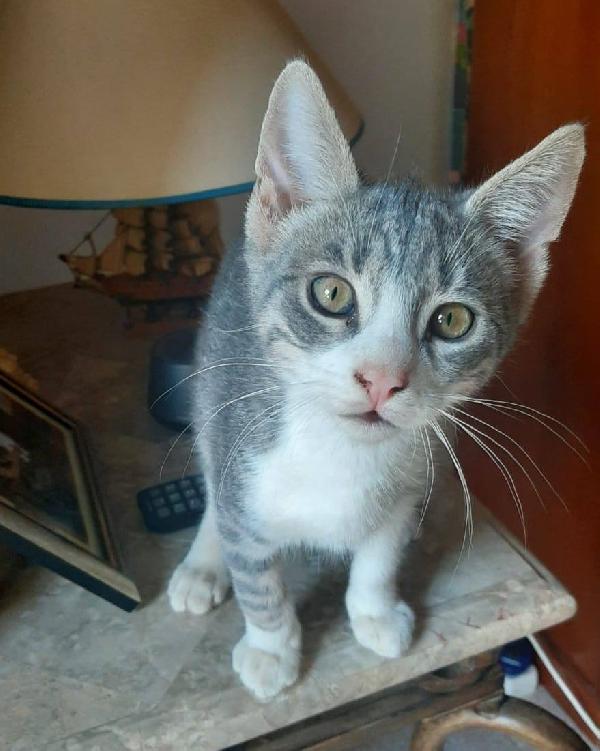 DENNY, tenero micino in adozione! Foto 4