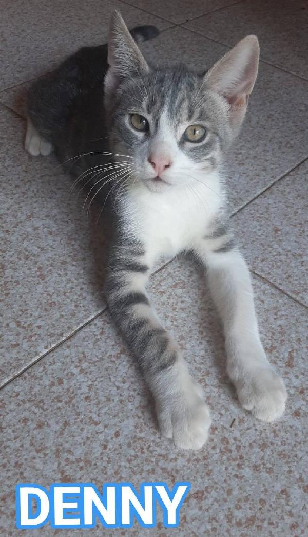 DENNY, tenero micino in adozione! Foto 5