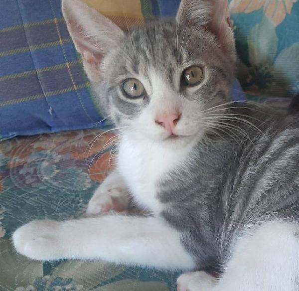 DENNY, tenero micino in adozione! Foto 6