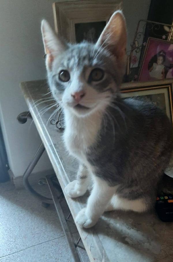 DENNY, tenero micino in adozione! Foto 7