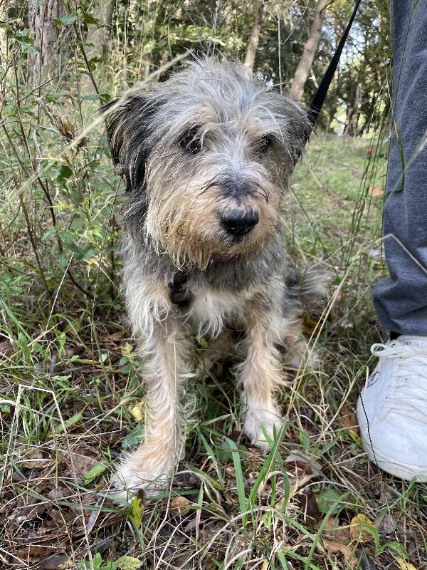 Alice Simil Yorkshire 10 Anni