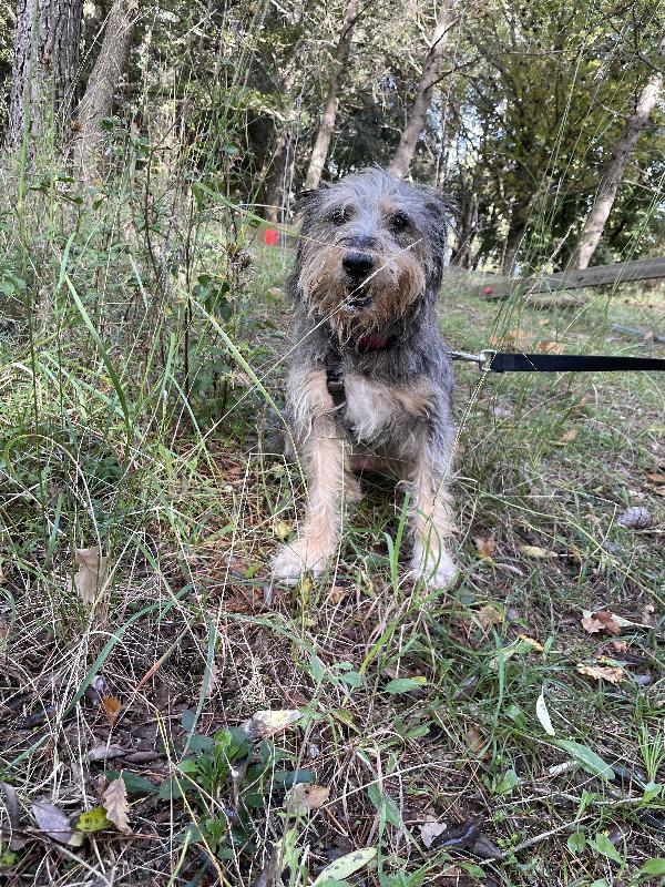 Alice simil yorkshire 10 anni Foto 2