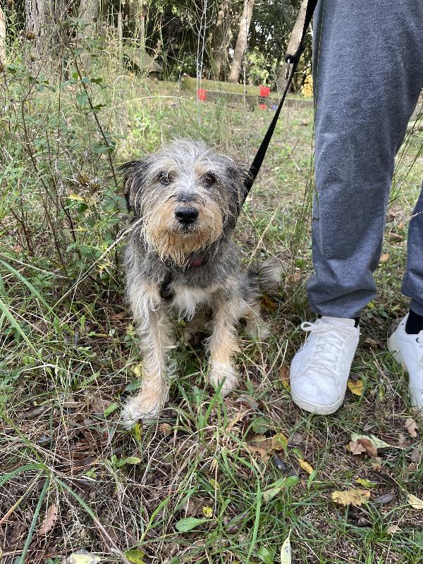 Alice simil yorkshire 10 anni Foto 3
