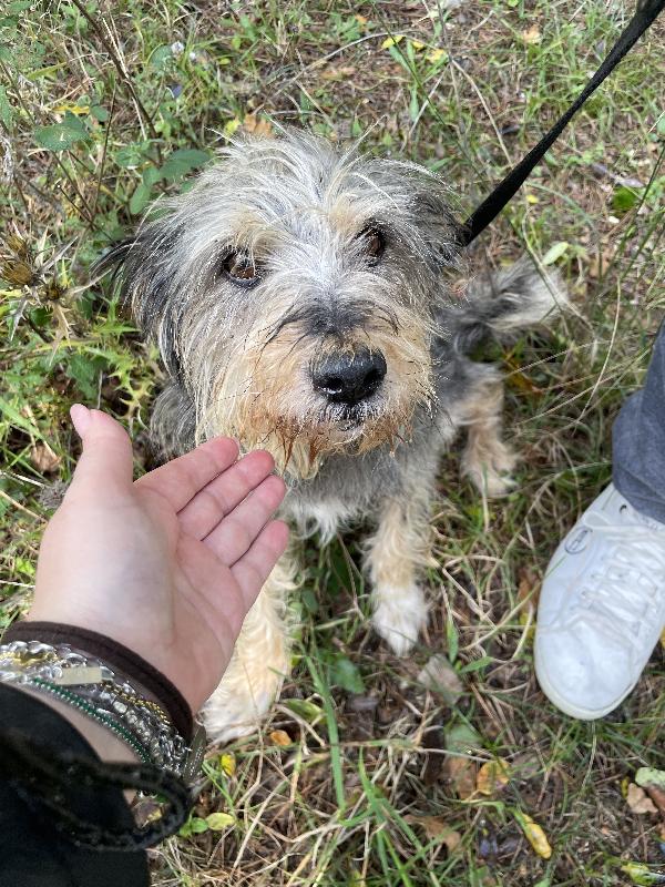 Alice simil yorkshire 10 anni Foto 4