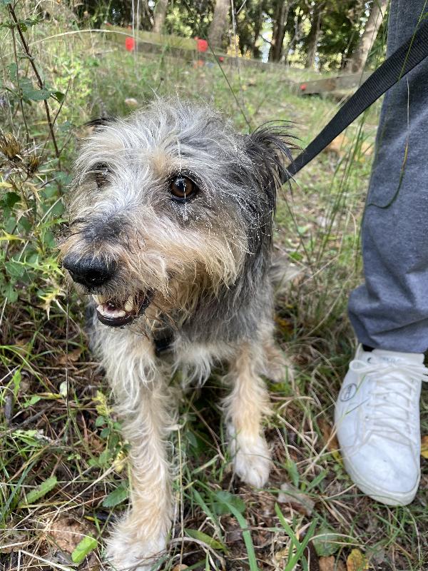 Alice simil yorkshire 10 anni Foto 5