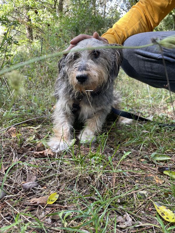 Alice simil yorkshire 10 anni Foto 7