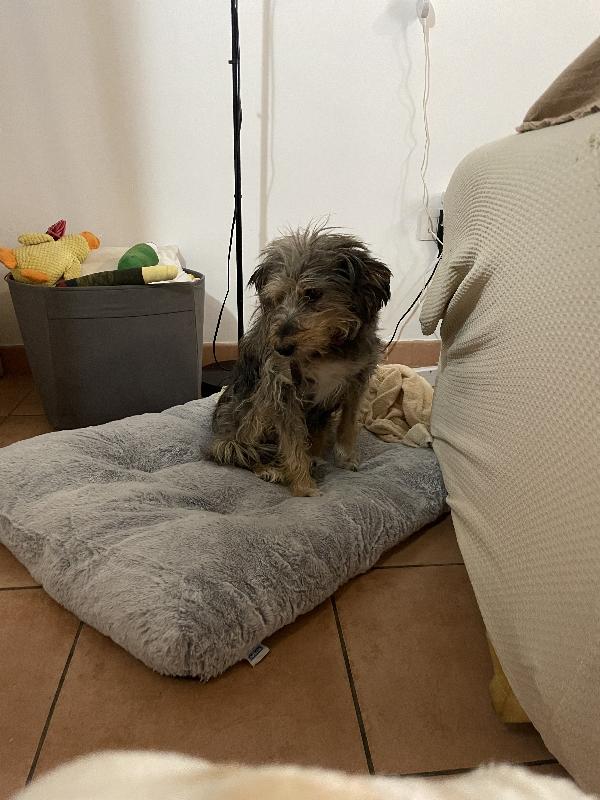 Alice simil yorkshire 10 anni Foto 9