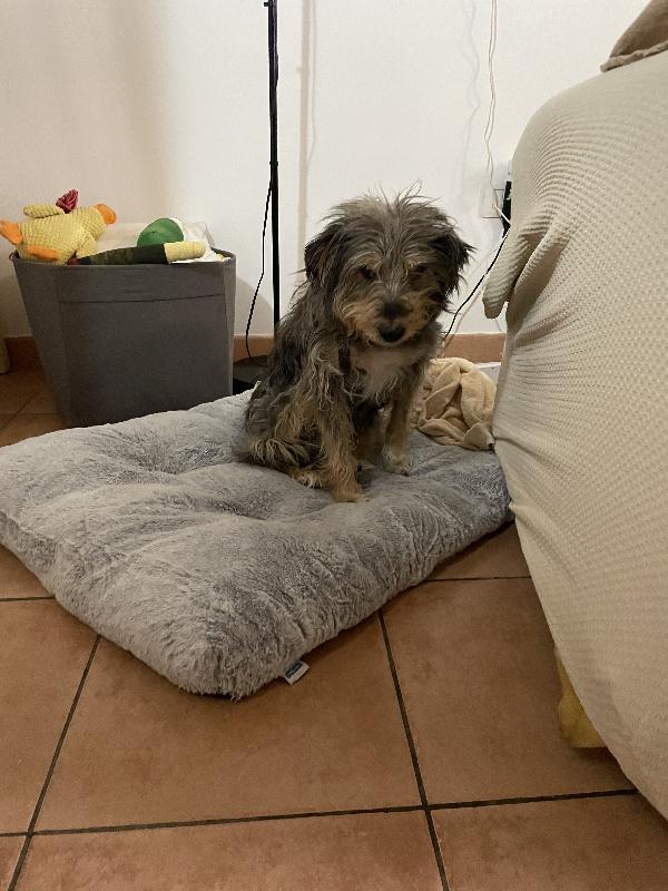 Alice simil yorkshire 10 anni Foto 10