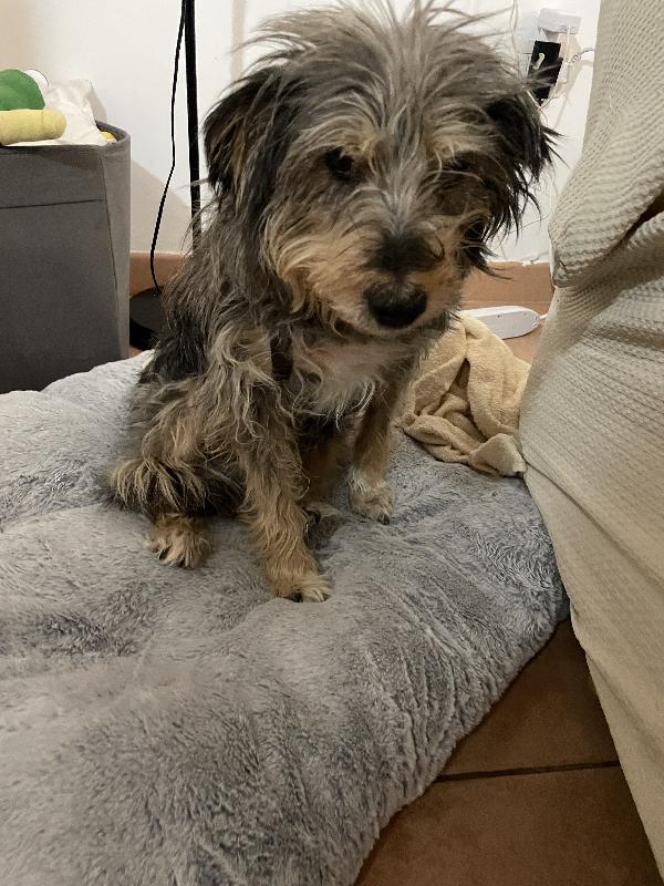 Alice simil yorkshire 10 anni Foto 11