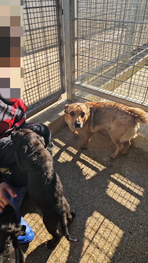 Titta: Taglia Piccola Socievole E Dolce 