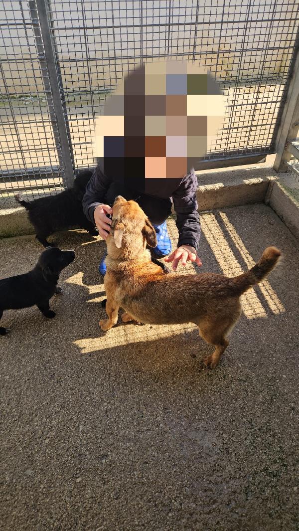 Titta: taglia piccola socievole e dolce  Foto 2