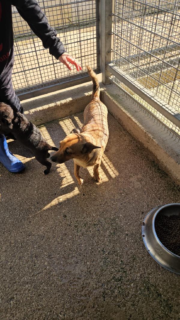 Titta: taglia piccola socievole e dolce  Foto 3