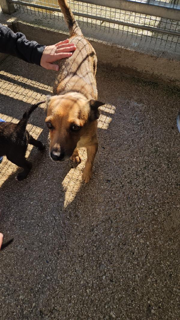 Titta: taglia piccola socievole e dolce  Foto 4