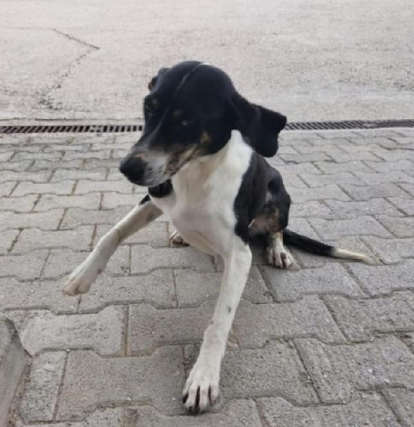 Femmina Giovane Ha Visto Morire I Suoi Cuccioli.salerno