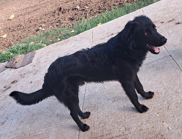 Lucio Mix Golden/Border Collie 