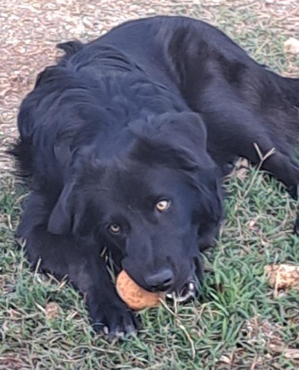 LUCIO MIX GOLDEN/BORDER COLLIE  Foto 2