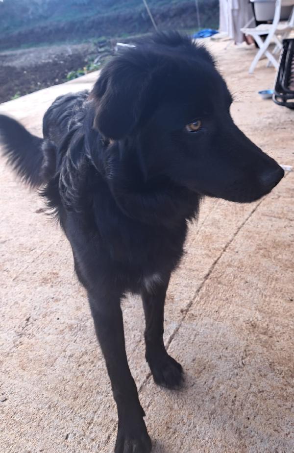 LUCIO MIX GOLDEN/BORDER COLLIE  Foto 3