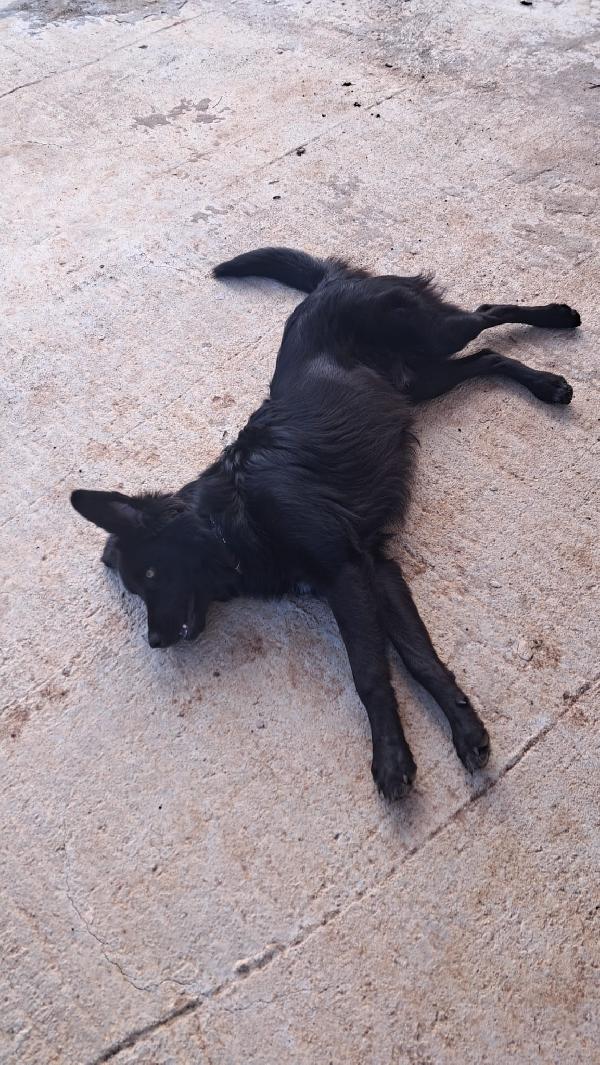 LUCIO MIX GOLDEN/BORDER COLLIE  Foto 4