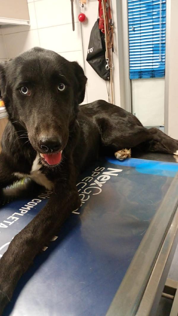 Ida splendida panterina vi aspetta in Liguria  Foto 2