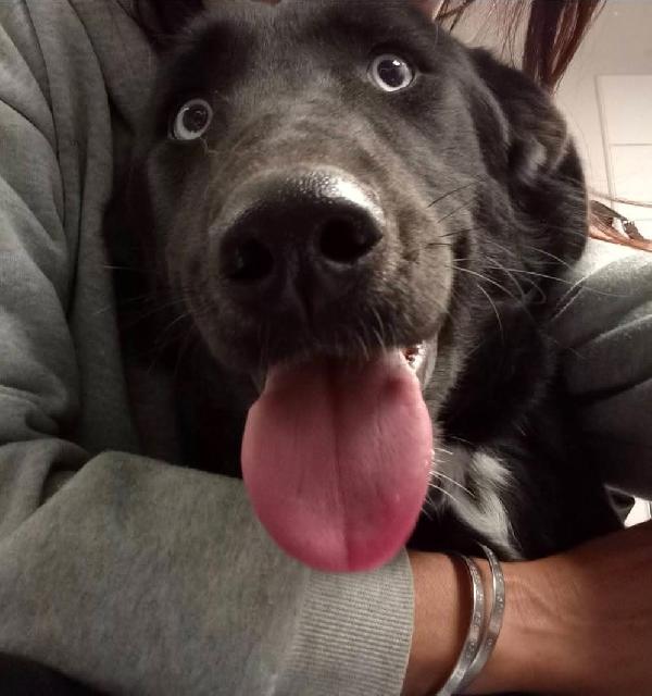 Ida splendida panterina vi aspetta in Liguria  Foto 3