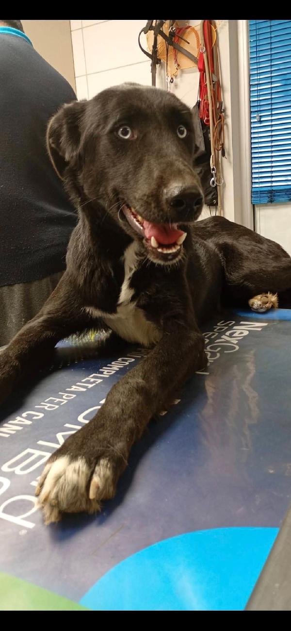 Ida splendida panterina vi aspetta in Liguria  Foto 4