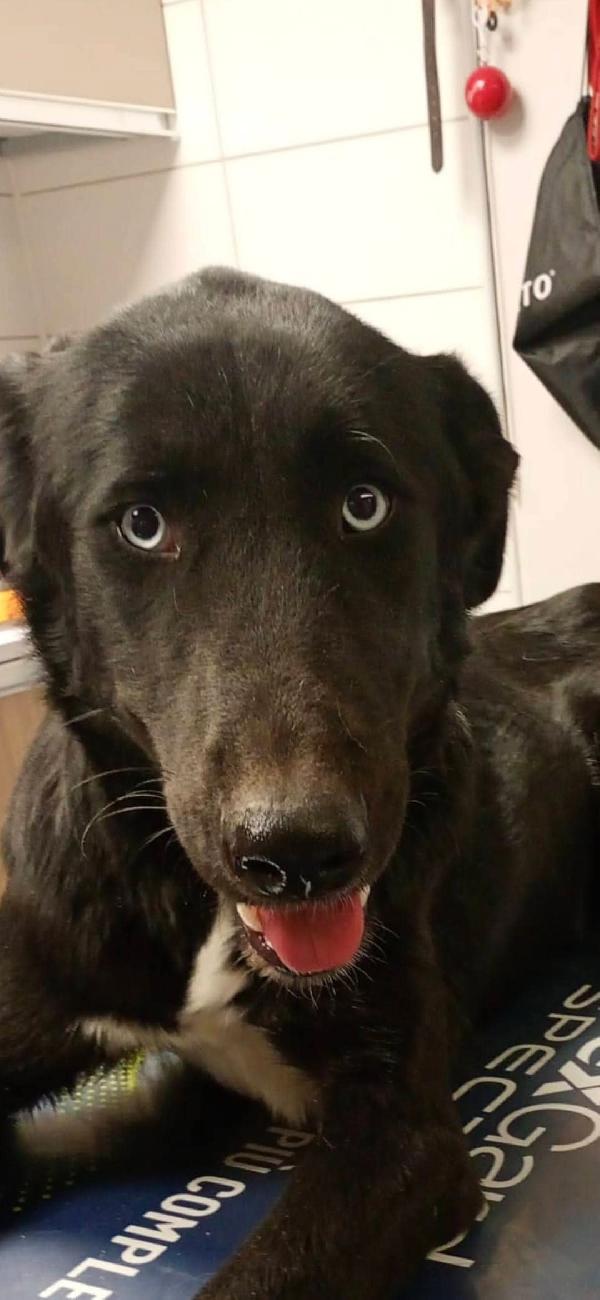 Ida splendida panterina vi aspetta in Liguria  Foto 5