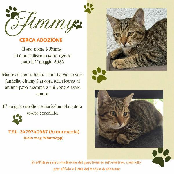 JIMMY, dolce micino in adozione! Foto 2