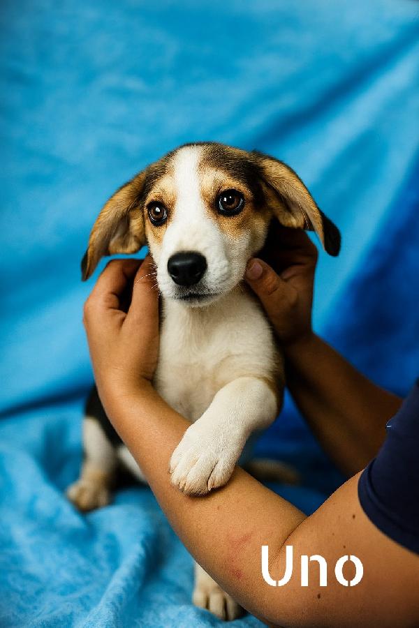 Cuccioli In Adozione 