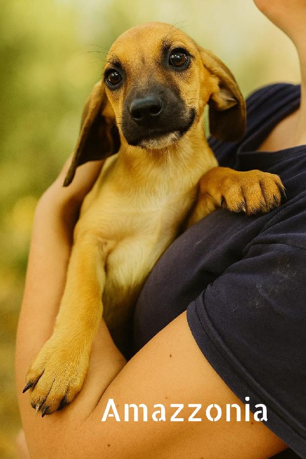 Cuccioli in adozione  Foto 2