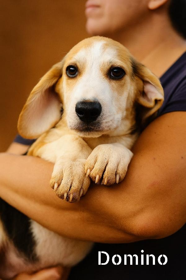 Cuccioli in adozione  Foto 3