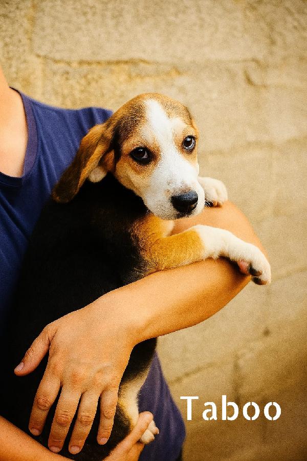 Cuccioli in adozione  Foto 5