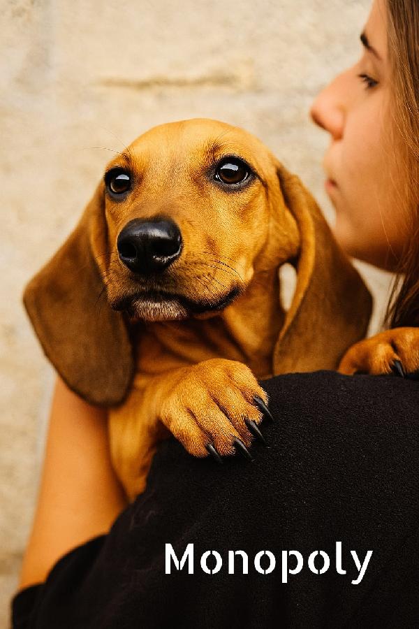 Cuccioli in adozione  Foto 6