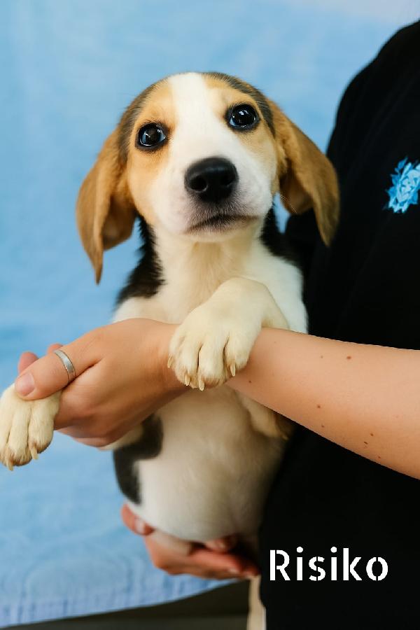 Cuccioli in adozione  Foto 7