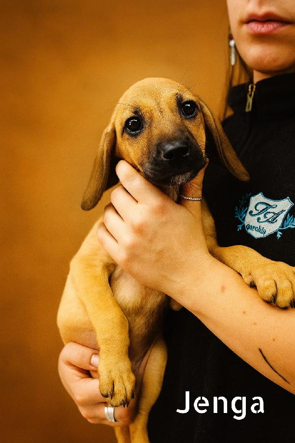 Cuccioli in adozione  Foto 8