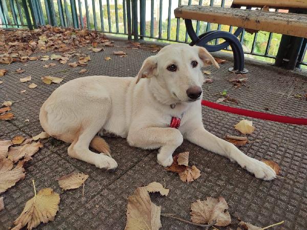 Dolce cucciola color miele 5 mesi tg media Foto 6