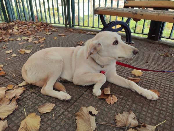 Dolce cucciola color miele 5 mesi tg media Foto 7