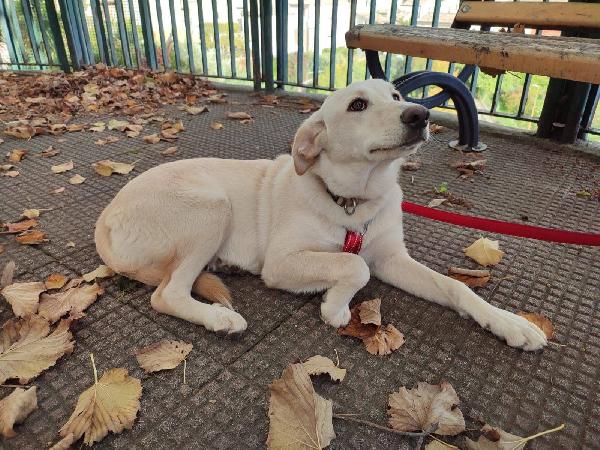 Shakira dolce cucciola 5 mesi taglia media  Foto 5