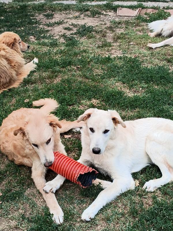 2Fratelli 8Mesi Tg Media Presto In Canile! Arezzo