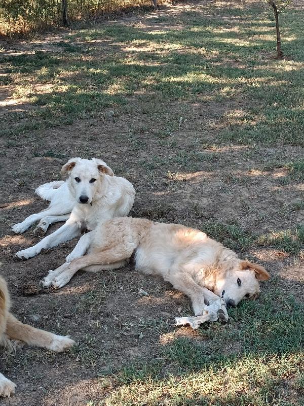 2fratelli 8mesi tg media PRESTO IN CANILE! AREZZO Foto 3