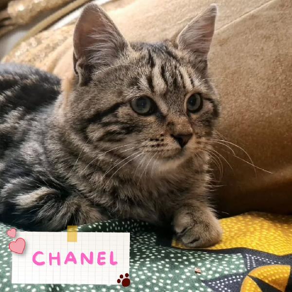 Chanel Dolce Gattina 5 Mesi In Adozione 